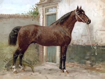 Norman Horse by Eerelman